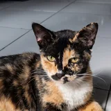Blang, the founder's calico cat